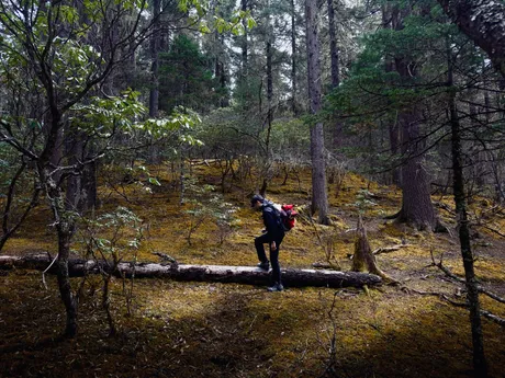 A hiker crossing a fallen log in a pine forest